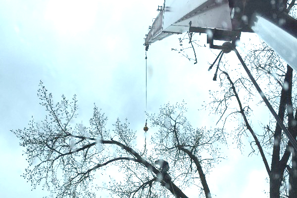 Allstate Crane Tree Removal